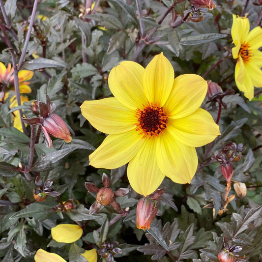 Bulbes de dahlia nain simple bright & black – La Ferme de Sainte Marthe