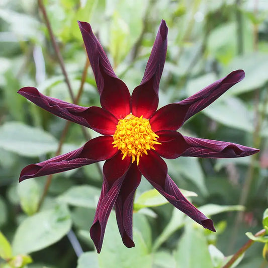 Bulbes de dahlia nain simple honka verrone's obsidian – La Ferme de Sainte Marthe