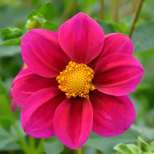 Bulbes de dahlia nain simple jet – La Ferme de Sainte Marthe