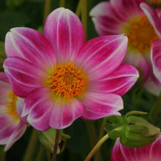 Bulbes de dahlia nain simple p'tit coquin bio – La Ferme de Sainte Marthe