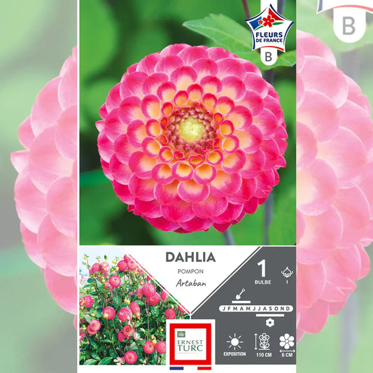 Bulbes de dahlia pompon artaban – La Ferme de Sainte Marthe