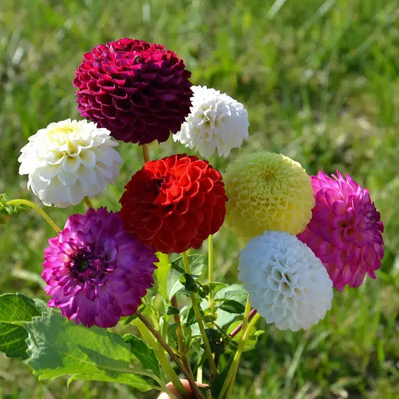 Bulbes de dahlia pompon en mélange – La Ferme de Sainte Marthe