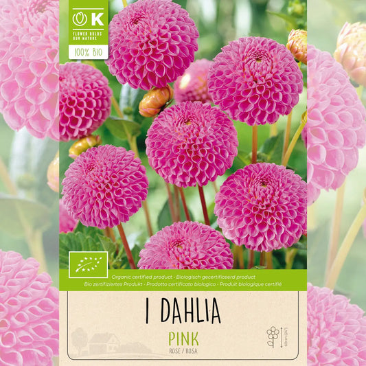 Bulbes de dahlia pompon rose bio – La Ferme de Sainte Marthe