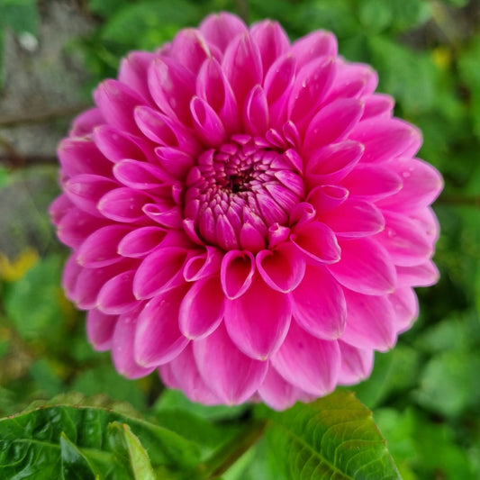 Bulbes de dahlia pompon sandra bio – La Ferme de Sainte Marthe