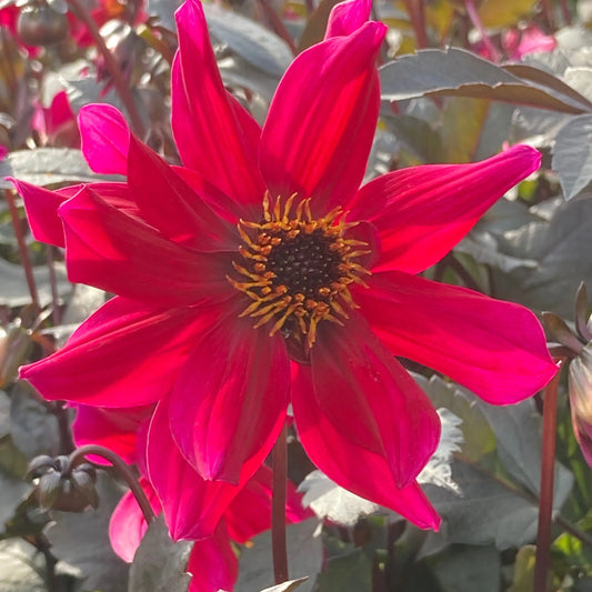 Bulbes de dahlia pride one bio – La Ferme de Sainte Marthe