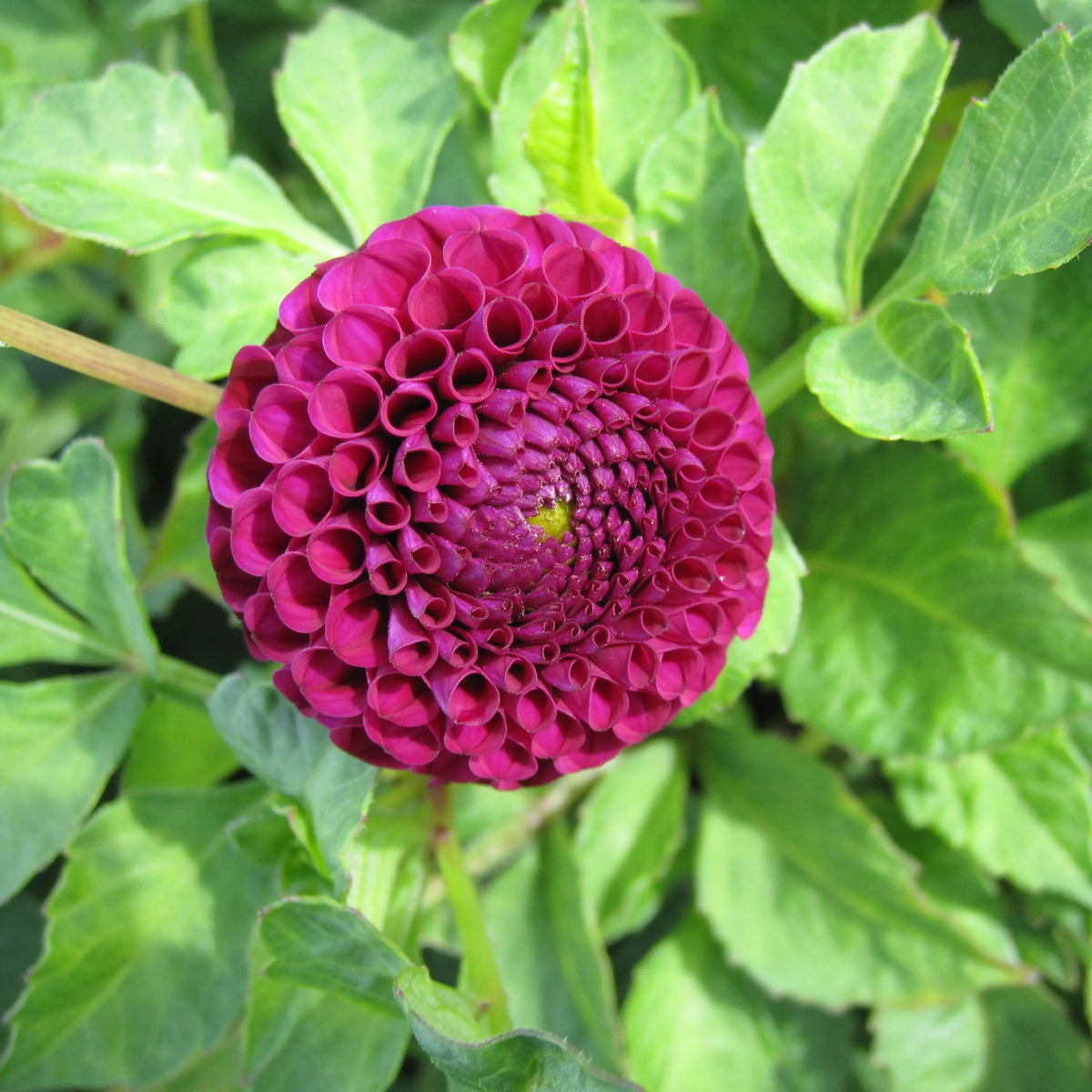 Bulbes de dahlia rocco bio – La Ferme de Sainte Marthe
