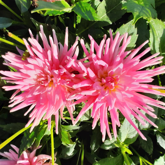Bulbes de dahlia semi-cactus park princess bio – La Ferme de Sainte Marthe