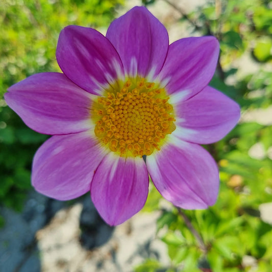 Bulbes de dahlia sweetheart bio – La Ferme de Sainte Marthe