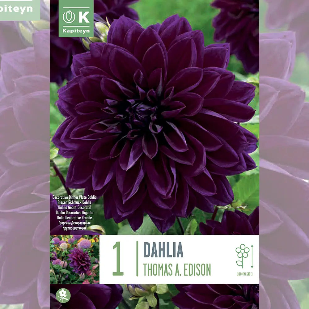Bulbes de dahlia thomas a. edison – La Ferme de Sainte Marthe
