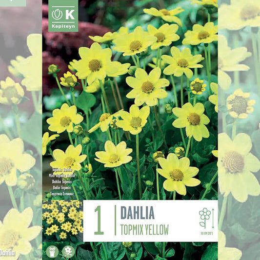 Bulbes de dahlia topmix jaune – La Ferme de Sainte Marthe