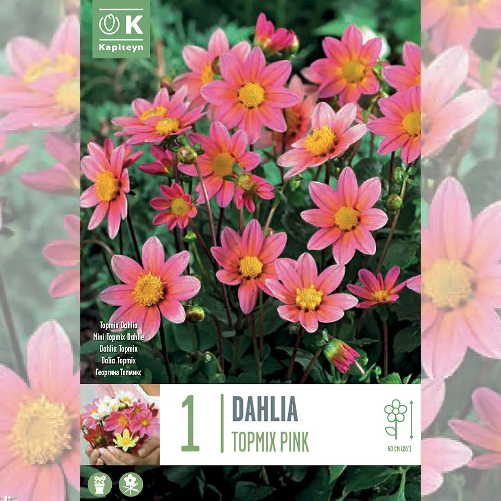 Bulbes de dahlia topmix rose – La Ferme de Sainte Marthe
