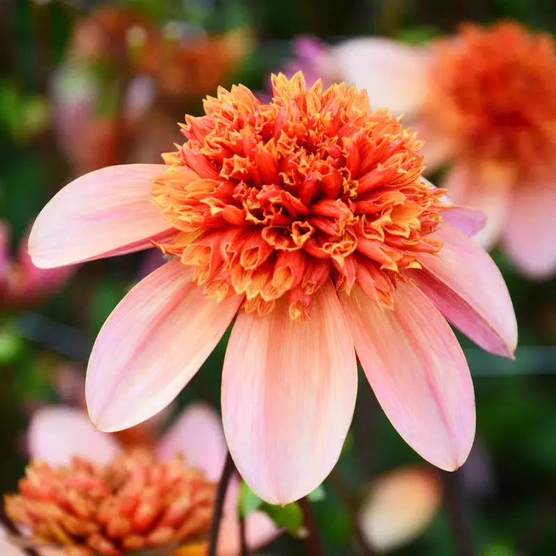 Bulbes de dahlia totally tangerine – La Ferme de Sainte Marthe