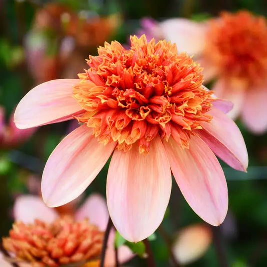 Bulbes de dahlia totally tangerine – La Ferme de Sainte Marthe