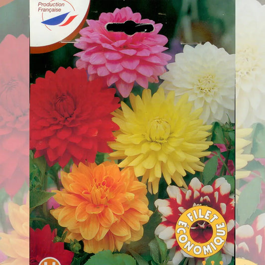 Bulbes de dahlias décoratifs en mélange – La Ferme de Sainte Marthe