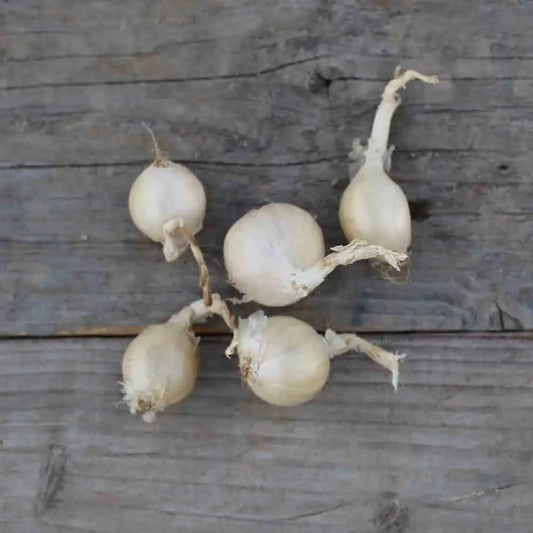 Bulbes d'échalote hermine – La Ferme de Sainte Marthe