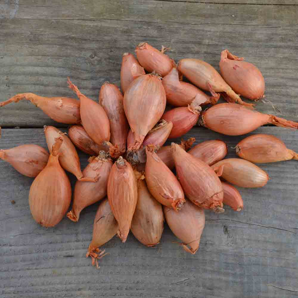 Bulbes d'échalote jermor – La Ferme de Sainte Marthe