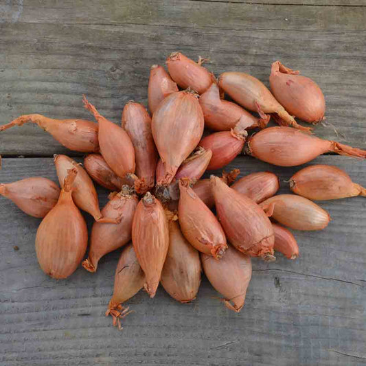 Bulbes d'échalote jermor – La Ferme de Sainte Marthe