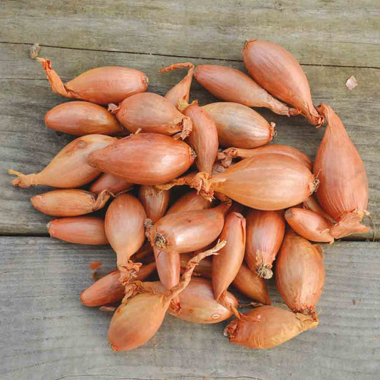 Bulbes d'échalote longor bio – La Ferme de Sainte Marthe