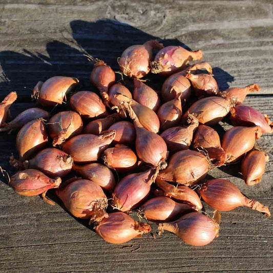 Bulbes d'échalote melkior bio – La Ferme de Sainte Marthe