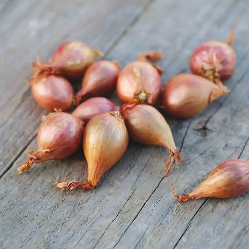 Bulbes d'échalote meloine – La Ferme de Sainte Marthe