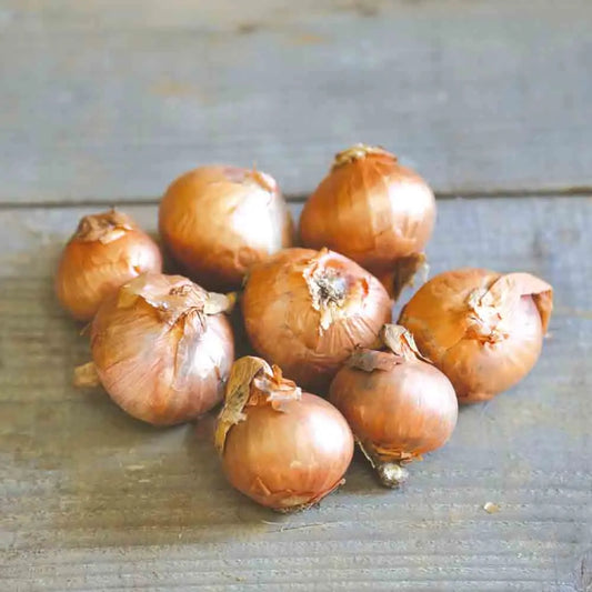 Bulbes d'échalote red sun bio – La Ferme de Sainte Marthe