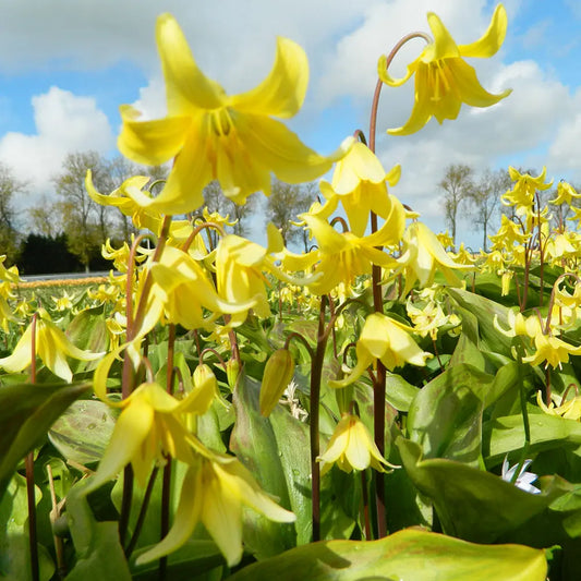 Bulbes d'erythronium pagoda bio – La Ferme de Sainte Marthe