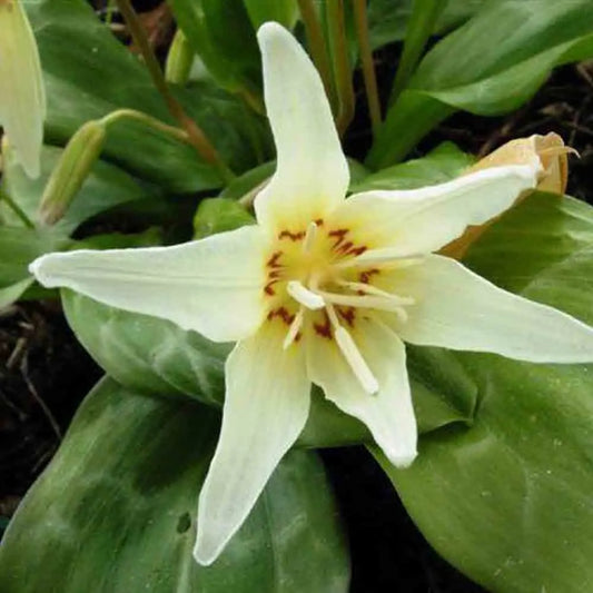 Bulbes d'erythronium white beauty – La Ferme de Sainte Marthe