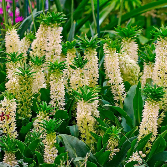Bulbes d'eucomis bicolor – La Ferme de Sainte Marthe