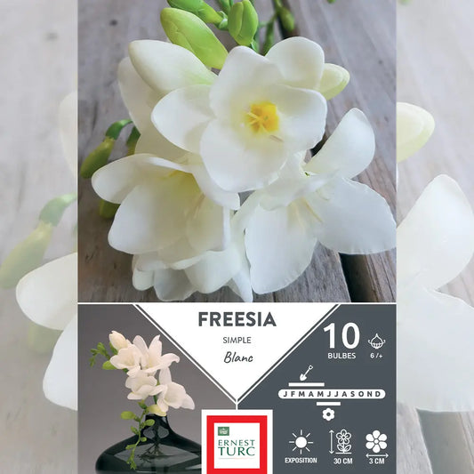 Bulbes de freesia simple blanc – La Ferme de Sainte Marthe