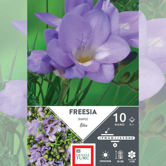 Bulbes de freesia simple bleu – La Ferme de Sainte Marthe