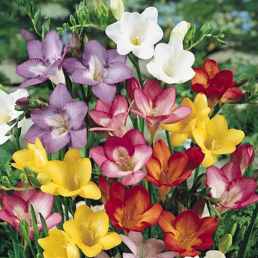 Bulbes de freesia simple en mélange bio – La Ferme de Sainte Marthe