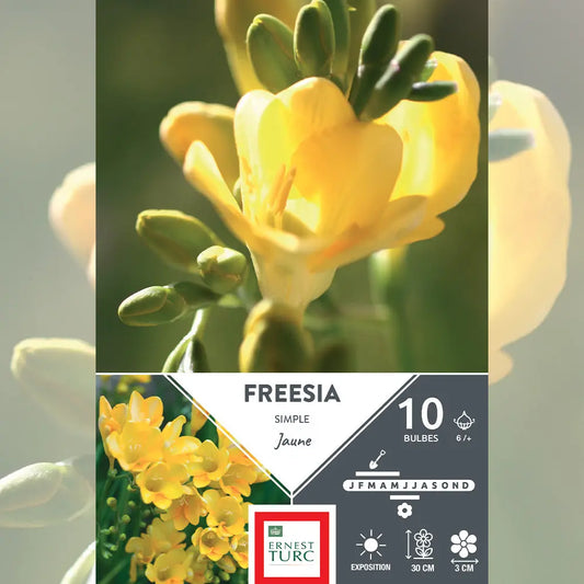 Bulbes de freesia simple jaune – La Ferme de Sainte Marthe
