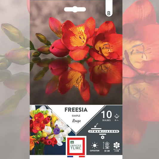 Bulbes de freesia simple rouge – La Ferme de Sainte Marthe