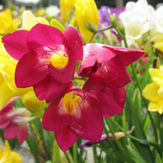 Bulbes de freesia simple variés bio – La Ferme de Sainte Marthe