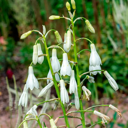 Bulbes de galtonia candicans (jacinthe du cap) – La Ferme de Sainte Marthe