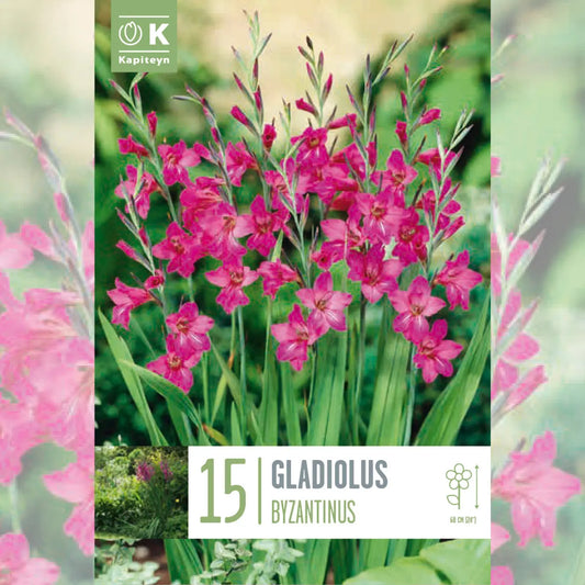 Bulbes de gladiolus byzantinus – La Ferme de Sainte Marthe
