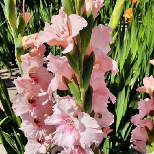 Bulbes de glaïeul adrénaline bio – La Ferme de Sainte Marthe