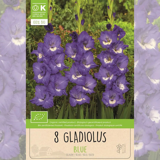 Bulbes de glaïeul blue bio – La Ferme de Sainte Marthe
