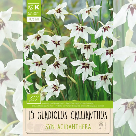 Bulbes de glaïeul callianthus syn. acidenthera bio – La Ferme de Sainte Marthe