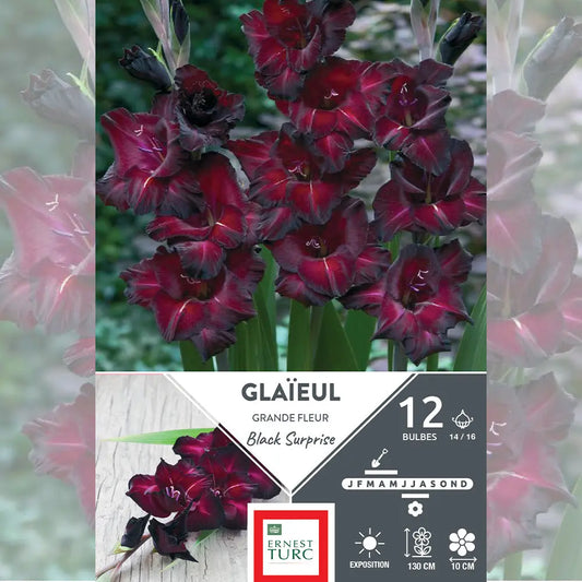 Bulbes de glaïeul grande fleur black surprise – La Ferme de Sainte Marthe