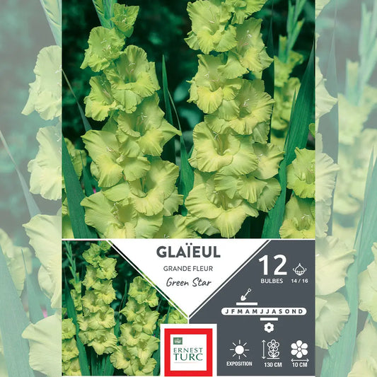 Bulbes de glaïeul grande fleur green star – La Ferme de Sainte Marthe