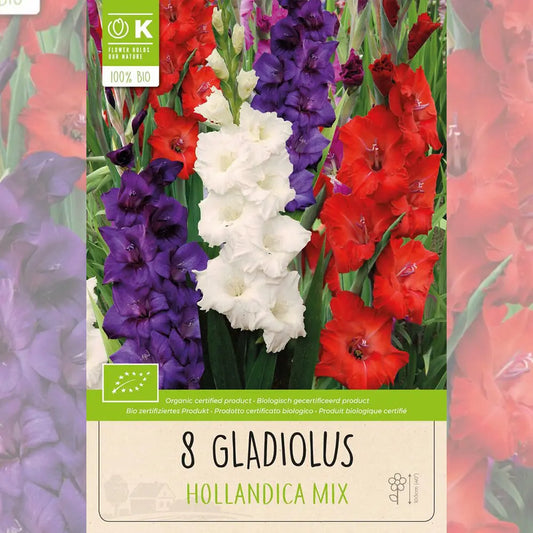 Bulbes de glaïeul hollandica en mélange bio – La Ferme de Sainte Marthe