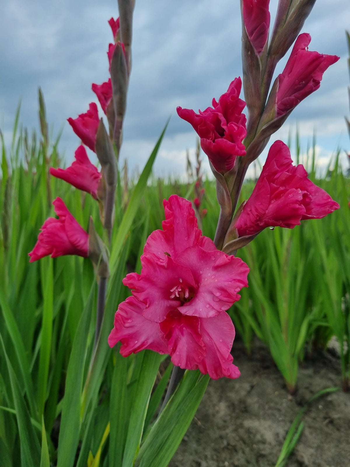Bulbes de glaïeul kingston ruffle – La Ferme de Sainte Marthe