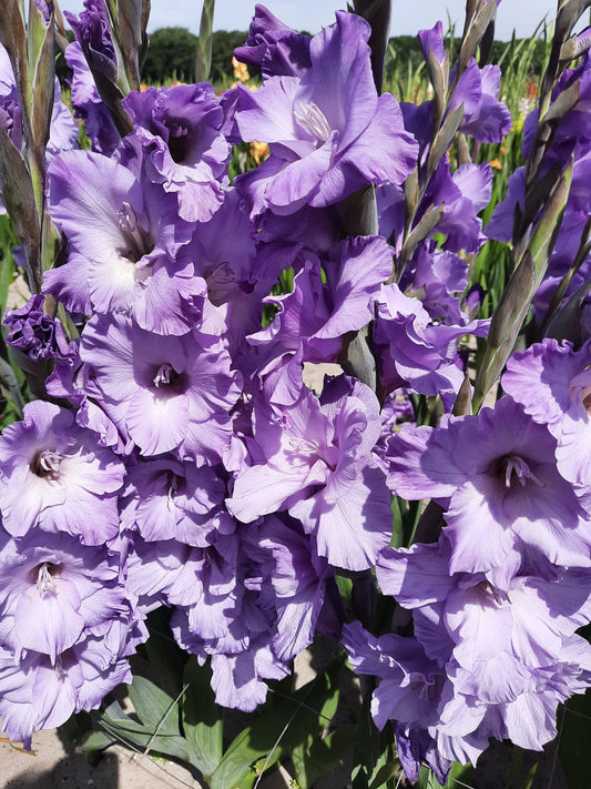 Bulbes de glaïeul mauve muse – La Ferme de Sainte Marthe