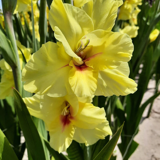 Bulbes de glaïeul maxial bio – La Ferme de Sainte Marthe