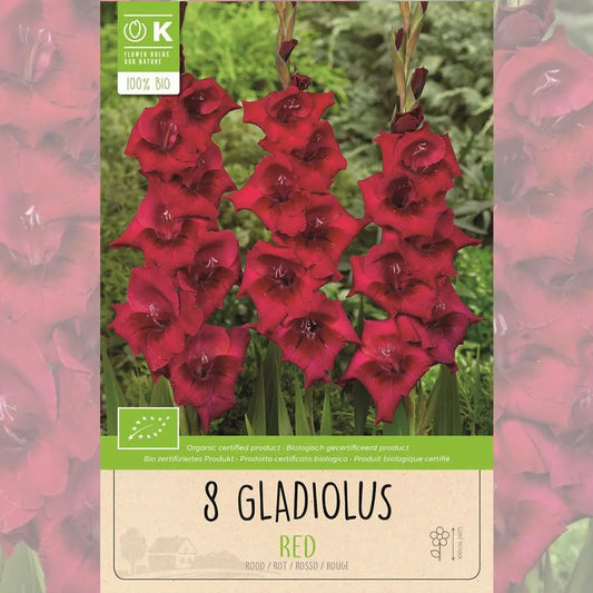 Bulbes de glaïeul red bio – La Ferme de Sainte Marthe