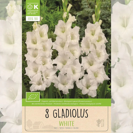 Bulbes de glaïeul white bio – La Ferme de Sainte Marthe