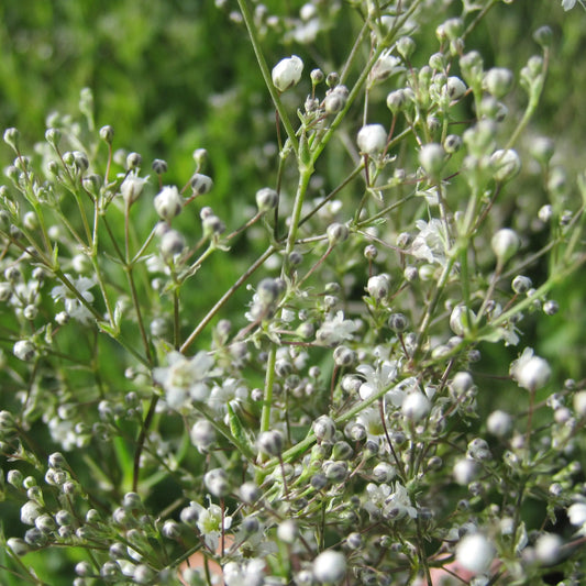 Bulbes de gypsophile snowflake bio – La Ferme de Sainte Marthe