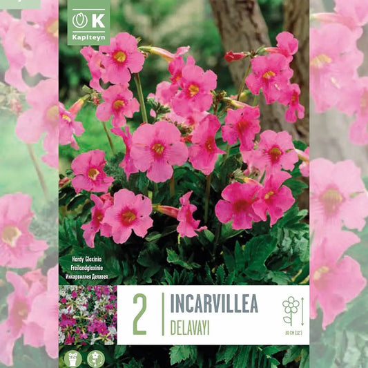 Bulbes d'incarvillea delavayi – La Ferme de Sainte Marthe