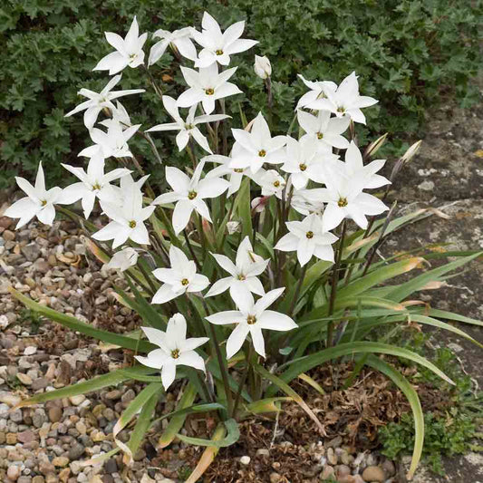 Bulbes d'ipheion alberto castillo® – La Ferme de Sainte Marthe